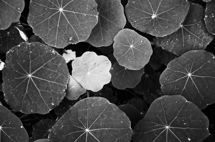 Fotografia zatytułowany „Leaf” autorstwa Viktoria Zinio, Oryginalna praca, Fotografia cyfrowa