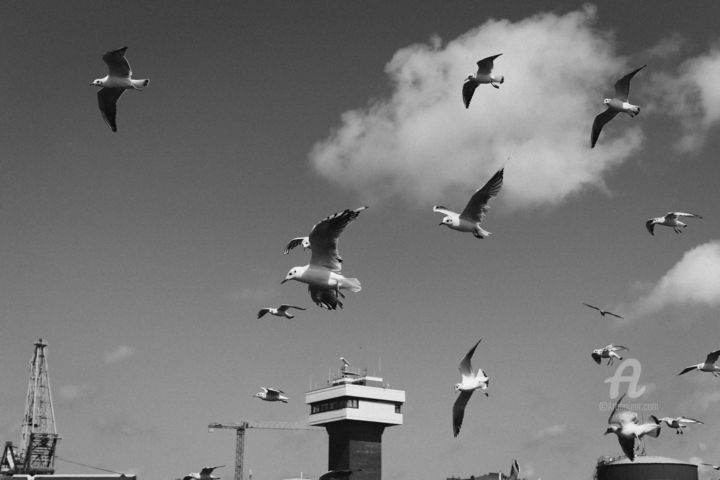 Fotografia intitulada "Seagulls" por Zip Studio, Obras de arte originais, Fotografia digital