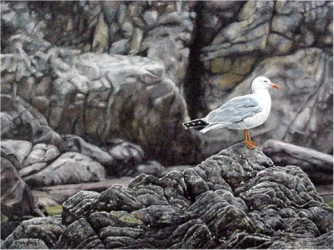 Painting titled "Seagull of Yamba" by Ziya Eris, Original Artwork