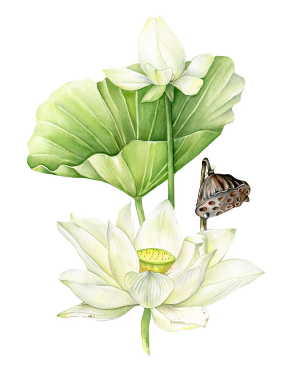 Pintura titulada "White Lotus" por Maria Yılmaz, Obra de arte original, Acuarela