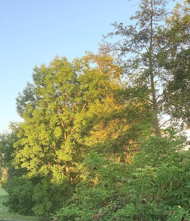 Photographie intitulée "Adieu mon bel arbre" par Zoé Valy, Œuvre d'art originale, Photographie numérique
