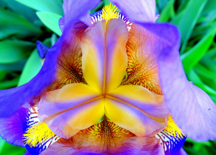 Photography titled "Iris" by Olga Osi, Original Artwork