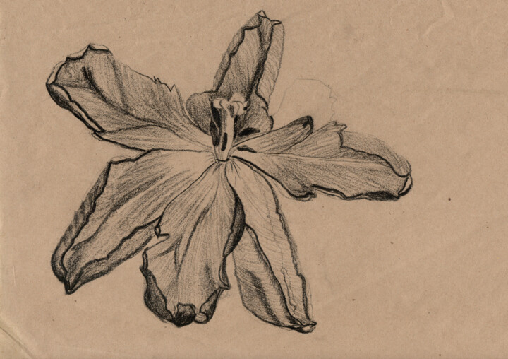 Drawing titled "Old Lily" by Zoran Marjanovic, Original Artwork, Charcoal