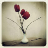 Photographie intitulée "Bouquet de tulipes" par Agnès M, Œuvre d'art originale