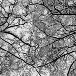 Photographie intitulée "Branches" par Alexey Sobolev, Œuvre d'art originale, Photographie argentique