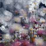 Photography titled "fleurs reflets" by Aquartistiq, Original Artwork, Digital Photography