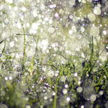 Photographie intitulée "pluie et herbe" par Aquartistiq, Œuvre d'art originale, Photographie numérique