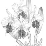 Drawing titled "orchid cattleya dow…" by Ariel Valencia Navarro, Original Artwork, Gel pen