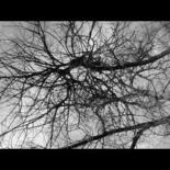 Photography titled "Branches" by Ben Gonzalez, Original Artwork