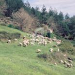 Photographie intitulée "Berger en Cévennes…" par Michel Bettendroffer, Œuvre d'art originale