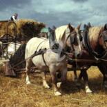 Photography titled "Moisson avec 3 chev…" by Michel Bettendroffer, Original Artwork