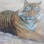 Painting titled "Tiger Relaxing" by Bhagvati Nath, Original Artwork, Watercolor