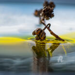 Photographie intitulée "Graines de vie" par Blandine Legros, Œuvre d'art originale, Photographie numérique