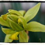 Photography titled "Daffodil 85" by Cheryl Townsend, Original Artwork