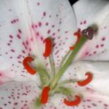 Photography titled "White & Reddish Lily" by Cheryl Townsend, Original Artwork
