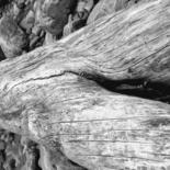 Photographie intitulée "Driftwood" par Cheryl Townsend, Œuvre d'art originale