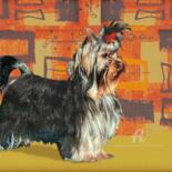 Painting titled "Dandy LE Yorkshire.…" by Christian Boulad (Xian), Original Artwork, Oil