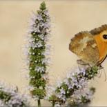 Photographie intitulée "butterfly nature ph…" par Didier Bilon, Œuvre d'art originale, Photographie numérique Monté sur Plex…