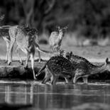 Photography titled "Famille de Biche en…" by Dominique Leroy, Original Artwork