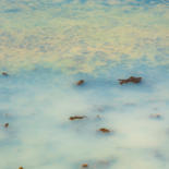 ILE DE RE by Elisabeth Laplante