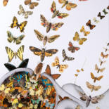 Tekening getiteld "Butterfly's in my b…" door Èmwé, Origineel Kunstwerk, Potlood