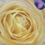 "Rose D'Or" başlıklı Resim Estelle Neff tarafından, Orijinal sanat, Kalem