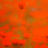 Painting titled "Champ de coquelicots" by Etienne Guérinaud, Original Artwork, Pastel