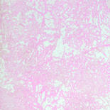 Printmaking titled "arbre rose" by François Crinel, Original Artwork, Etching
