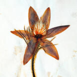 Photography titled "Herbarium # 4" by Franz Hümpfner, Original Artwork, Non Manipulated Photography