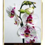 Polacolor Florals by Franz Hümpfner