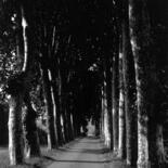 Photographie intitulée "Platanes alley" par Frédéric Duchesnay, Œuvre d'art originale, Photographie argentique