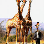 Digitale Kunst mit dem Titel "irritated giraffes" von Gor Don(Gnie), Original-Kunstwerk, Fotomontage