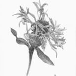 Tekening getiteld "Cornflower" door Iana Cherepanska, Origineel Kunstwerk, Inkt