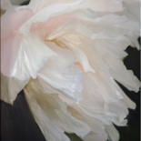 Fotografie mit dem Titel "White tree peony" von Irina Dotter, Original-Kunstwerk, Manipulierte Fotografie Auf Keilrahmen aus…