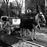 Fotografía titulada "New York Central Pa…" por Jo Tuck, Obra de arte original, Fotografía analógica