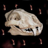 Fotografia intitulada "Big cat skull" por Amamede, Obras de arte originais