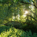 Arbres et Soleil by Marine Lacaton