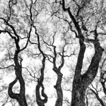 Fotografie mit dem Titel "Graphisme d'arbre" von Mathieu Pujol, Original-Kunstwerk, Nicht bearbeitete Fotografie Auf Andere…