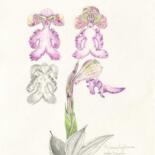 Dessin intitulée "Himantoglossum-robe…" par Myriam Schmaus, Œuvre d'art originale, Crayon