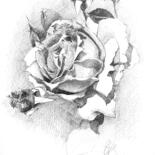 Drawing titled "Queen of flowers" by Natasha Sokolnikova, Original Artwork, Pencil