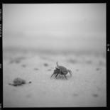 Photography titled "crabes" by Oeildepierre, Original Artwork