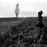 Photographie intitulée "cep dans un champs" par Oeildepierre, Œuvre d'art originale