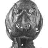 Drawing titled "Hippo" by Paul Stowe, Original Artwork, Graphite