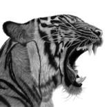 Tekening getiteld "Growling Tiger" door Paul Stowe, Origineel Kunstwerk, Grafiet