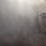 Photographie intitulée "Givre matinal" par Nao Fujiwara, Œuvre d'art originale, Photographie non manipulée