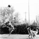 Photography titled "les chiens football…" by Roger Cornet, Original Artwork