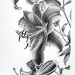 Drawing titled "Lilium Oriental" by Roby Bí, Original Artwork, Graphite