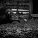 Photographie intitulée "Captivé" par Sandra Clément, Œuvre d'art originale, Photographie numérique