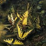 Schilderij getiteld "Butterfly Dance" door Sergey Levin, Origineel Kunstwerk, Olie