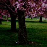 Фотография под названием "Blossoms" - Tricia Miho, Подлинное произведение искусства, Цифровая фотография